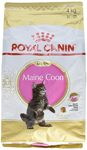 ROYAL CANIN Cat Food Kitten Maine Coon 4 kg